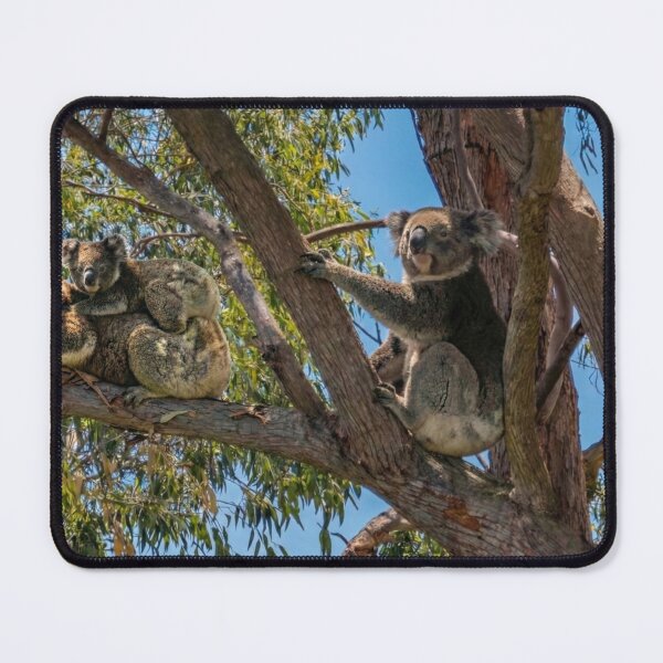 Item preview, Three Australian Koalas Sharing a Gum Tree designed and sold by Colin Dixon.