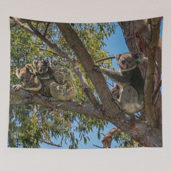 Item preview, Three Australian Koalas Sharing a Gum Tree designed and sold by Colin Dixon.