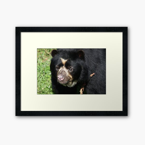 Male Spectacled Bear Framed Art Print