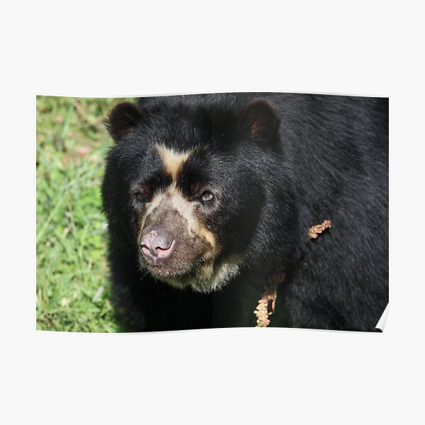 Male Spectacled Bear Poster