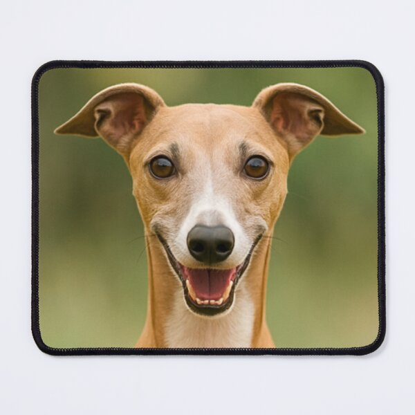 Item preview, Italian Greyhound Dog designed and sold by BackgroundND.