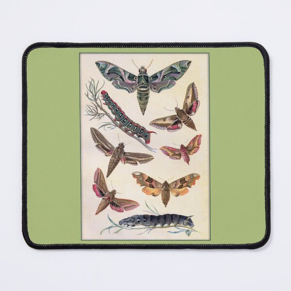 Item preview, Lepidopterological Print: Colorful Moths and Caterpillars designed and sold by Tridentulus.
