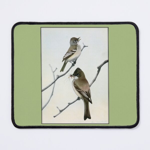 Item preview, Ornithological Print: Least Flycatcher and Phoebe designed and sold by Tridentulus.