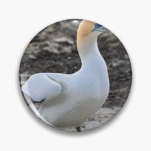 Item preview, Gannet at Rest designed and sold by Jan Fijolek.