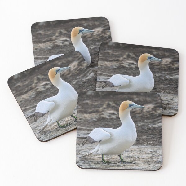 Item preview, Gannet at Rest designed and sold by Jan Fijolek.