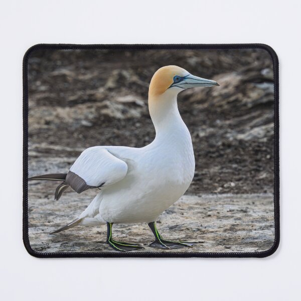 Item preview, Gannet at Rest designed and sold by Jan Fijolek.