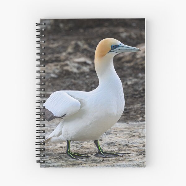 Item preview, Gannet at Rest designed and sold by Jan Fijolek.