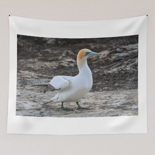 Item preview, Gannet at Rest designed and sold by Jan Fijolek.