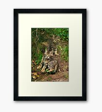 Scottish Wildcat Kittens Framed Print