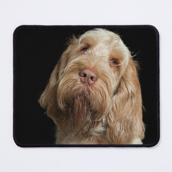 Item preview,  Head Tilt Spinone – Curious Gaze by heidiannemorris © designed and sold by FOLK ART FUSION.