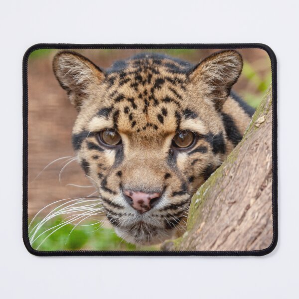 Item preview, Face of a Clouded Leopard designed and sold by Dalyndigital Photography.