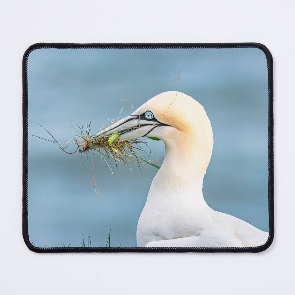 Item preview, Nesting Gannet designed and sold by Karen Dore Art & Photography.