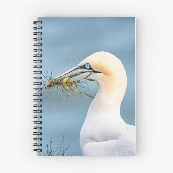 Item preview, Nesting Gannet designed and sold by Karen Dore Art & Photography.