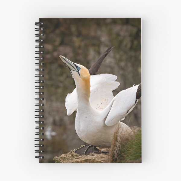 Item preview, Gannet preparing to fly designed and sold by Karen Dore Art & Photography.