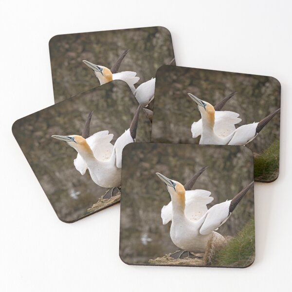 Item preview, Gannet preparing to fly designed and sold by Karen Dore Art & Photography.