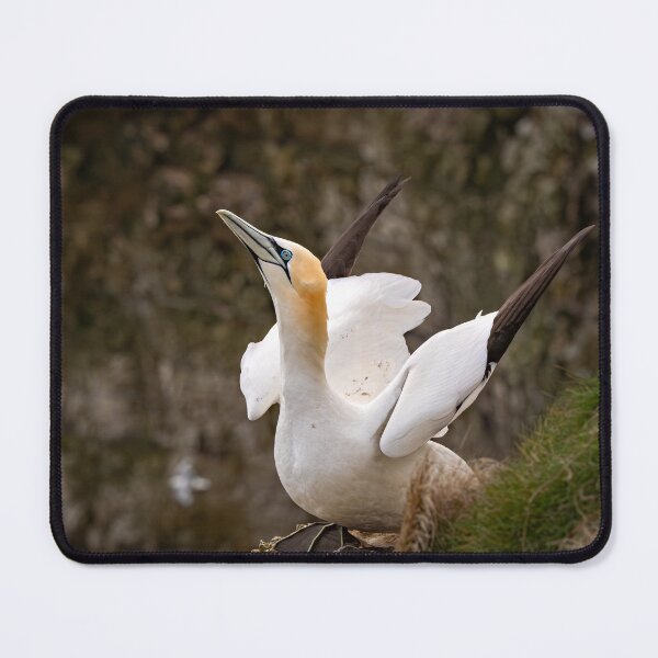 Item preview, Gannet preparing to fly designed and sold by Karen Dore Art & Photography.