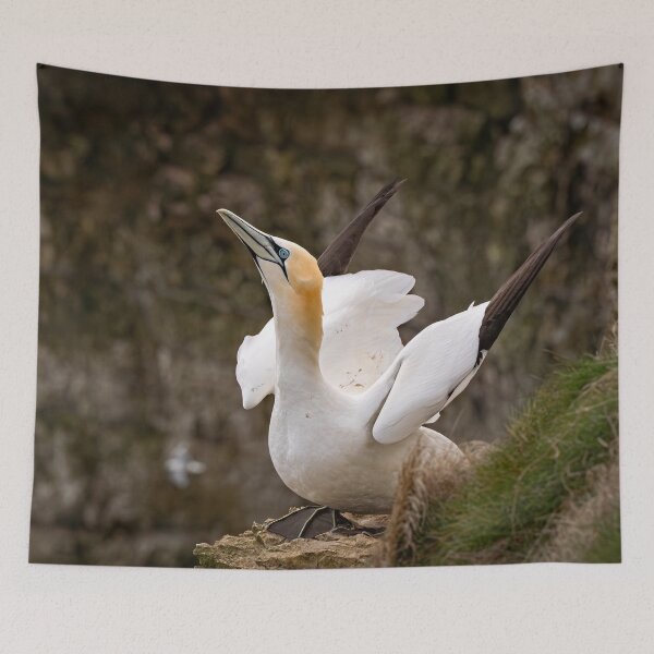 Item preview, Gannet preparing to fly designed and sold by Karen Dore Art & Photography.