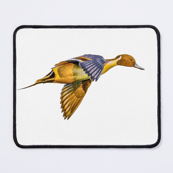 Item preview, Pintail at sunset designed and sold by Dalyndigital Photography.