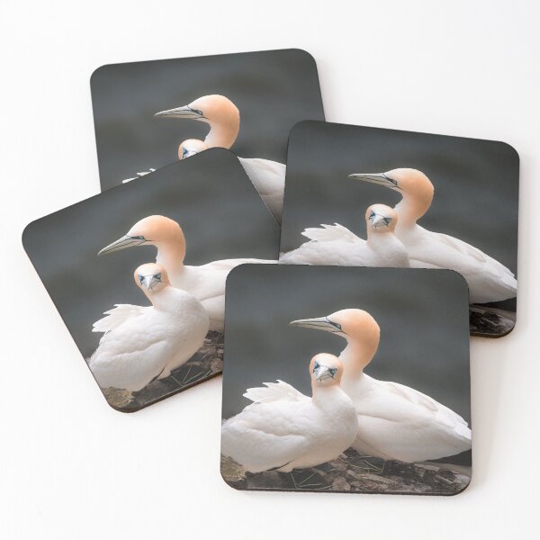 Item preview, Cliff Edge Gannet Pair Portrait designed and sold by Karen Dore Art & Photography.