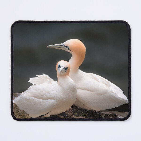 Item preview, Cliff Edge Gannet Pair Portrait designed and sold by Karen Dore Art & Photography.