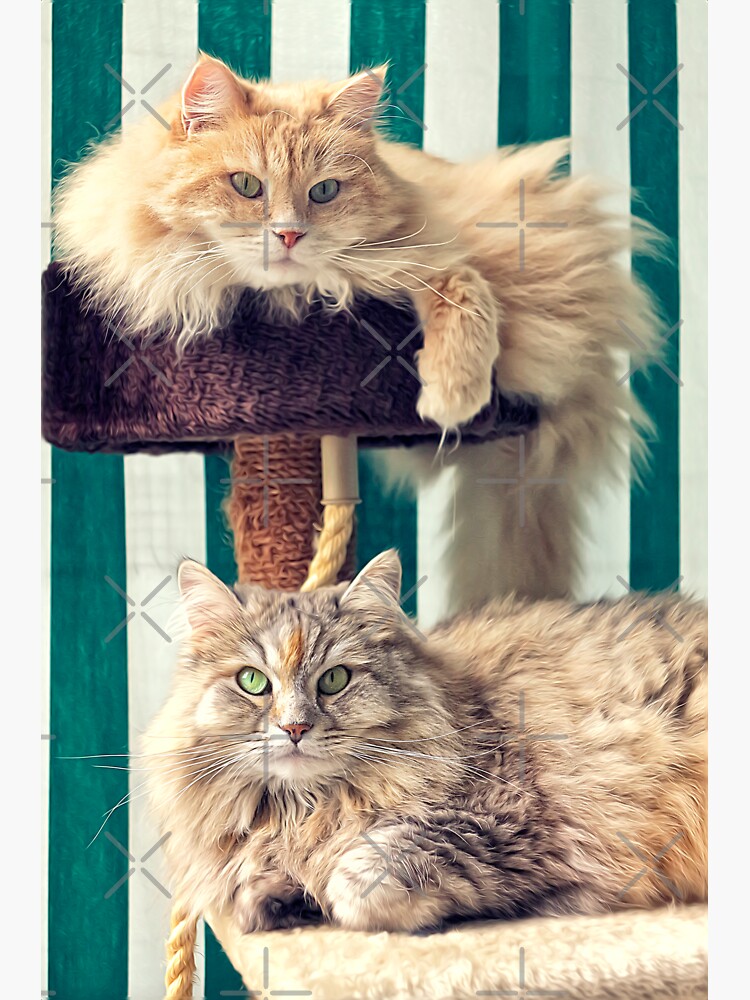"Cesare and Cleopatra on the cat tree" Sticker for Sale by joesposito Redbubble