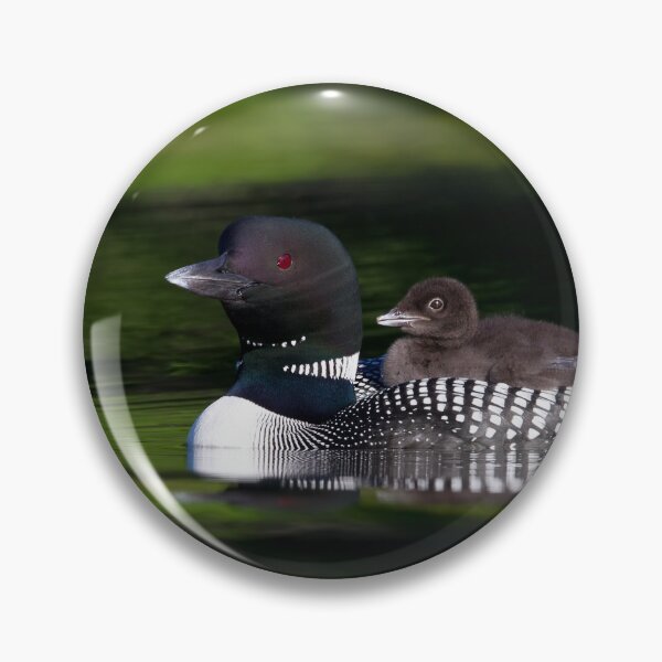 Item preview, Common loon with chick designed and sold by James Cumming.