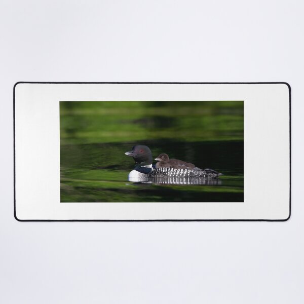Item preview, Common loon with chick designed and sold by James Cumming.
