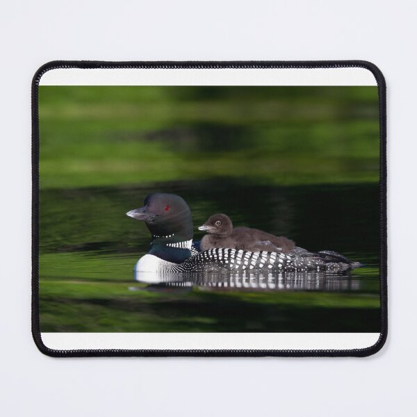 Item preview, Common loon with chick designed and sold by James Cumming.