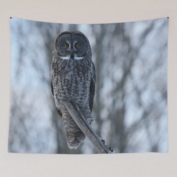 Item preview, Great gray staring contest designed and sold by locustgirl.