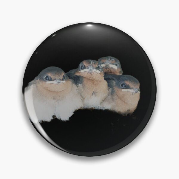 Item preview, Four baby bird huddled together on black background designed and sold by Brian Scantlebury.