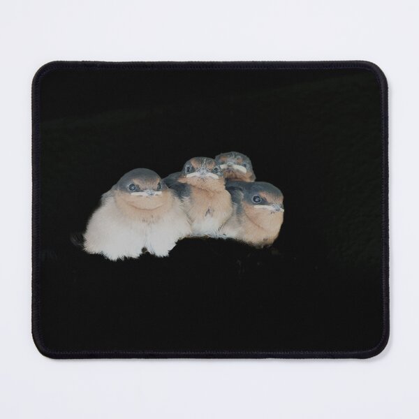 Item preview, Four baby bird huddled together on black background designed and sold by Brian Scantlebury.