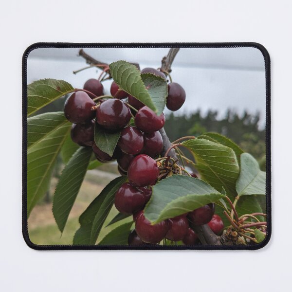 Item preview, Ripe Red Cherries on the Branch designed and sold by Photogenic Snap.