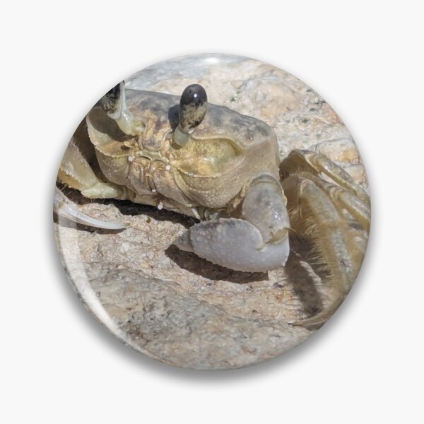 Item preview, Bahia Honda, Florida Keys, resident crab. designed and sold by Shannon Schober.