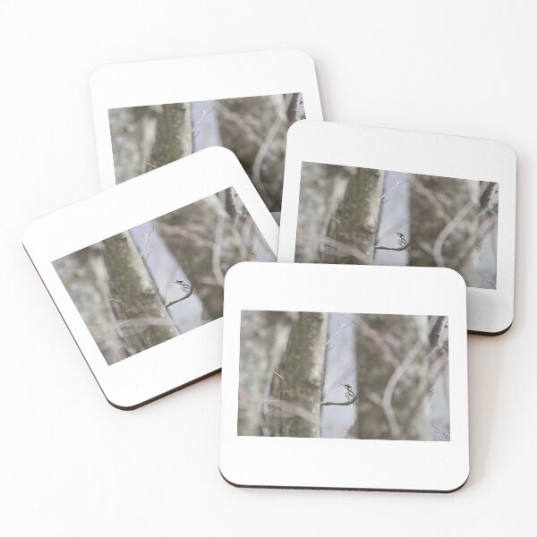 Item preview, Birdwatching on the Blue ridge Parkway, Asheville, NC. designed and sold by Shannon Schober.