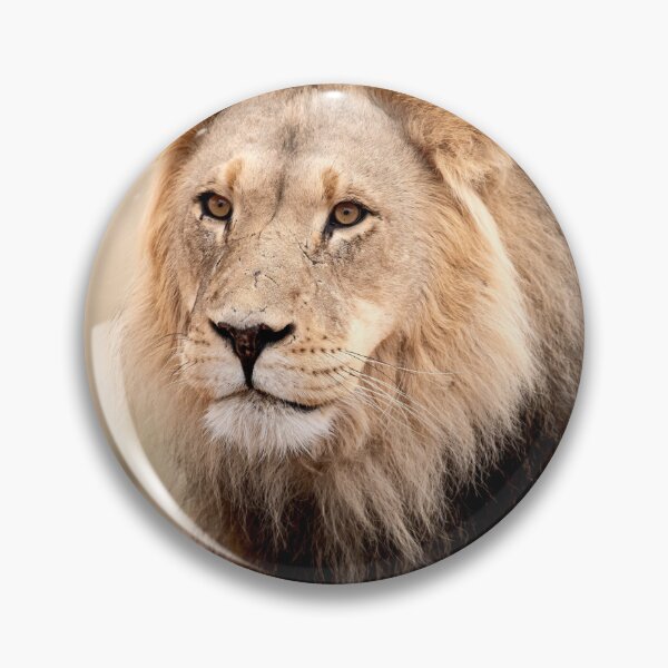 Item preview, Desert king with battle scars, Kgalagadi lion portrait designed and sold by DavideAntoniani.