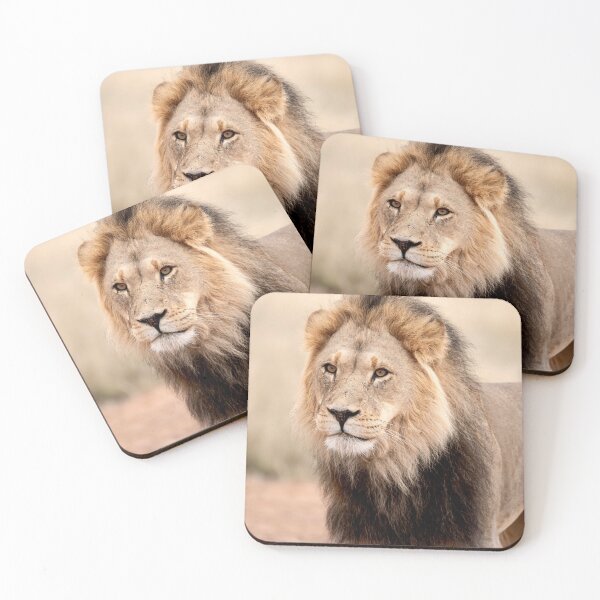 Item preview, Desert king with battle scars, Kgalagadi lion portrait designed and sold by DavideAntoniani.