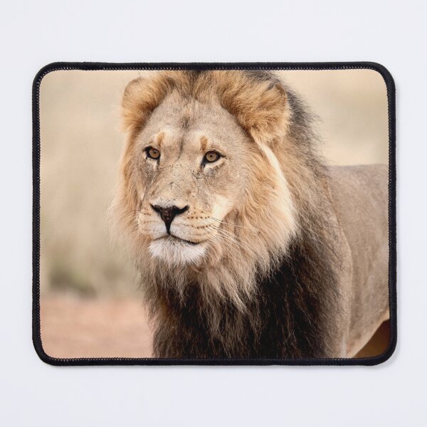 Item preview, Desert king with battle scars, Kgalagadi lion portrait designed and sold by DavideAntoniani.