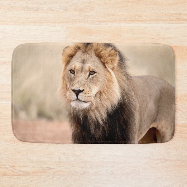 Item preview, Desert king with battle scars, Kgalagadi lion portrait designed and sold by DavideAntoniani.