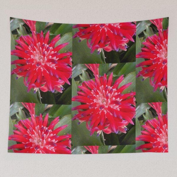Item preview, Tropical Red Bromeliad Flower Close-Up designed and sold by TrisaThyme.