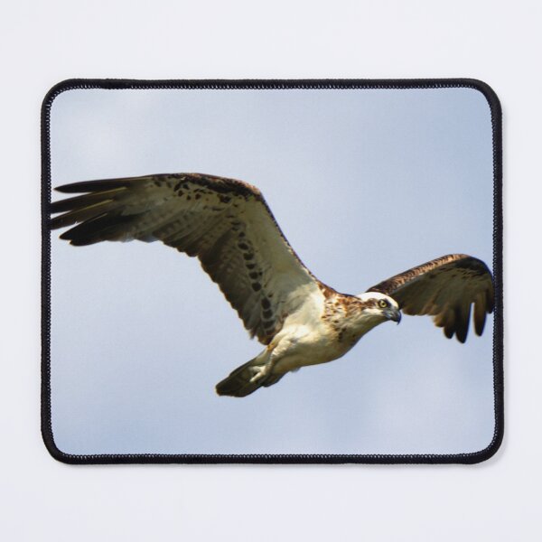 Item preview, Osprey in Flight designed and sold by BirdsAlive.