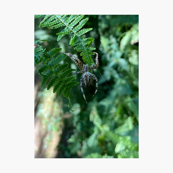 Item preview, European garden spider on fern designed and sold by EricaVollmer.