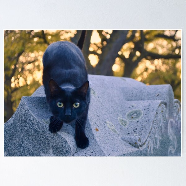 Item preview, Black Cat on a Tombstone designed and sold by MarMarPhoto.