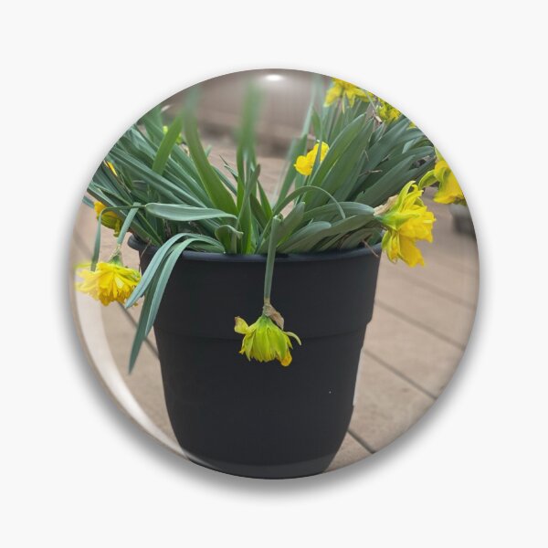 Item preview, Wild daffodils designed and sold by Red-Squirrel-90.