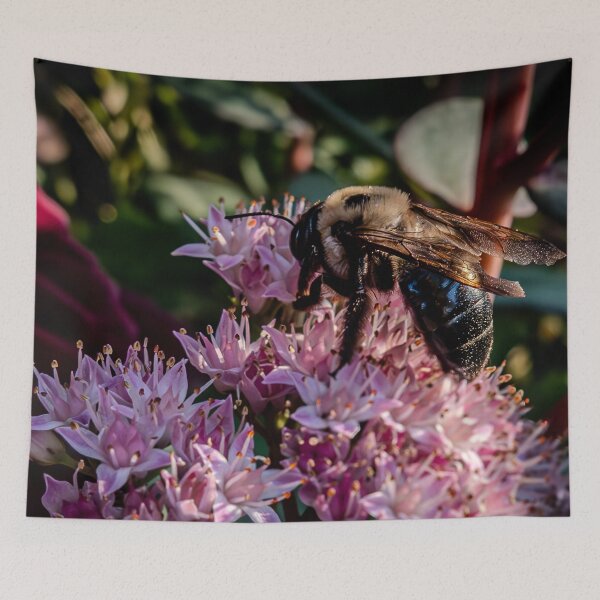 Item preview, Bee on Pink Sedum in Evening Light – Macro Photography designed and sold by Susarellis.