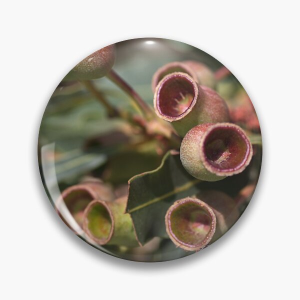 Item preview, After The Flowers Gumnuts designed and sold by Joy Watson - Natural Light Photography .