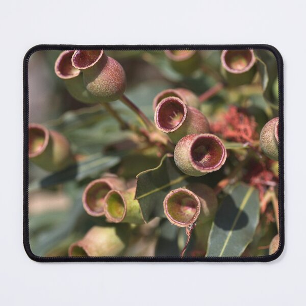 Item preview, After The Flowers Gumnuts designed and sold by Joy Watson - Natural Light Photography .