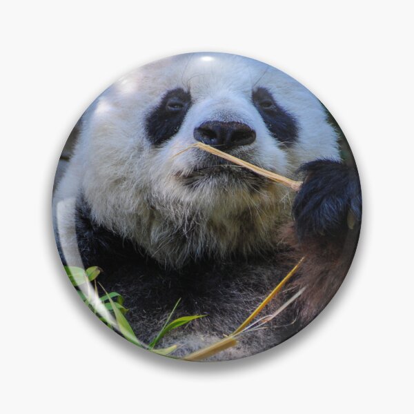 Item preview, Panda and Bamboo designed and sold by Kerri Ann McClellan.