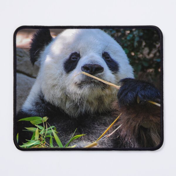 Item preview, Panda and Bamboo designed and sold by Kerri Ann McClellan.