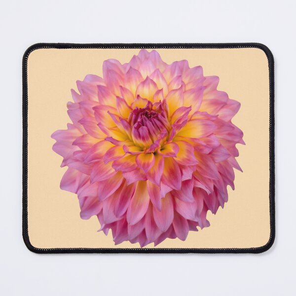 Item preview, Pink and Golden Dahlia — Gentle Radiance designed and sold by Susarellis.