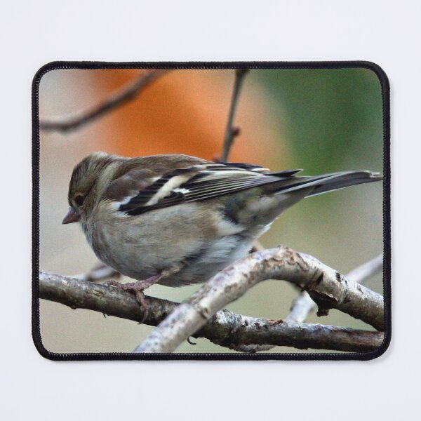 Item preview, Chaffinch designed and sold by KathleenDawson.